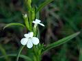 Narrow-Leaved Witchweed