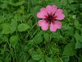 Nepal Cinquefoil