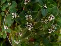 Nepal Purslane