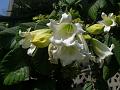 Nepal Trumpet Flower