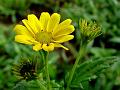 Nettle Leaved Wedelia