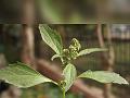 Nettle-Leaved Goosefoot