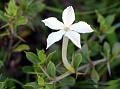 Night-Blooming Barleria