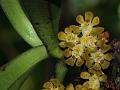 Nilgiri Belly-Lip Orchid
