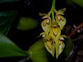 Nilgiri Bulb-Leaf Orchid