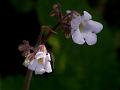 Nilgiri Stone Flower