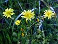 Nipplewort