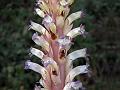 Nodding Broomrape