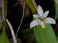 Noded Dendrobium