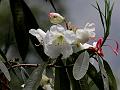 Oblong-Leaf Rhododendron