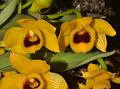 Ochre-Yellow Dendrobium