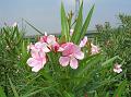 Oleander