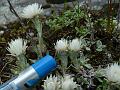 One-Flowered Pearly Everlasting