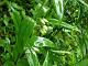 Opposite Leaved Solomon's Seal