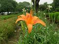 Orange Daylily