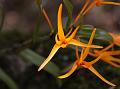 Orange Kerala Dendrobium