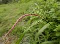 Oriental Fountain Grass