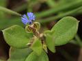 Orpine Milkwort