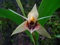 Oval Coelogyne