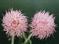 Oval-Leaf Camel Thistle