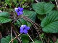 Oval-Leaf Stone Flower