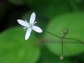 Ovate-Leaf Snake-Needle Grass