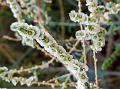 Overlapping-Flowers Saltwort