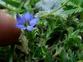 Overlapping-Leaves Gentian