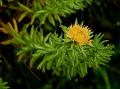 Overlapping-Leaves Rhodiola
