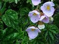 Painted Leaf Begonia