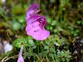 Pale Himalayan Lousewort