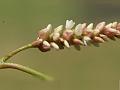 Pale Knotweed