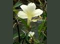 Pale Spiny Barleria