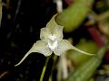 Pale-Yellow Bulb-Leaf Orchid