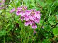 Palette Lousewort