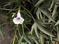 Palm-Leaf Morning Glory