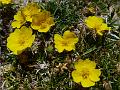 Pamir Cinquefoil