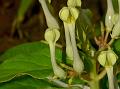 Panchgani Ceropegia