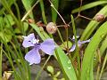 Panicled Dewflower