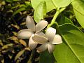 Panicled Ebony