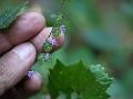 Panicled Shrub-Mint