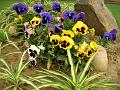 Pansy