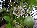 Passion Fruit