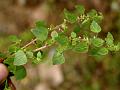 Pellitory