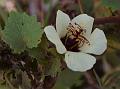 Pennyroyal Swamp Mallow