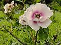 Persian Rose