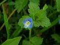 Persian Speedwell