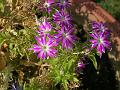 Phlox Twinkle