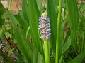 Pickerel Weed