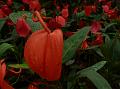 Pig-Tail Anthurium